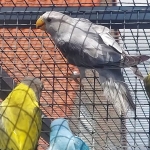 Pruimekoppen 025
