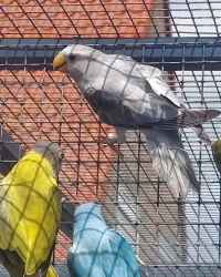 Pruimekoppen 025