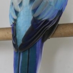 Blauw golden pastel man olijf