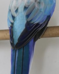 Blauw golden pastel man olijf