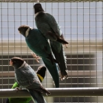 Twenty Eight, Alexander & Ringnecks Available.