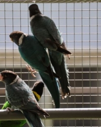 Twenty Eight, Alexander & Ringnecks Available.
