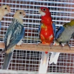 Rosella te koop 2026