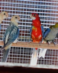 Rosella te koop 2026