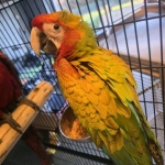 Ara verde (macao x buffon)