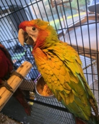 Ara verde (macao x buffon)