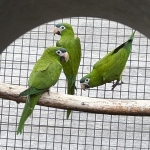 3-0 en 0-0-3 Ara Nobilis Cumanensis