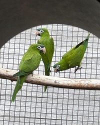 3-0 en 0-0-3 Ara Nobilis Cumanensis