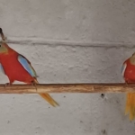 Jonge rode turquoisin te koop