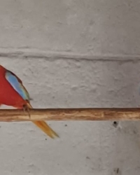 Jonge rode turquoisin te koop