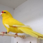 Gele Geelvoorhoofd kakariki 2026