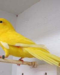 Gele Geelvoorhoofd kakariki 2026