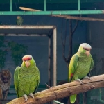 1.1 Amazona aestiva 1.1 Amazona ochrocephala 1.1 Amazona oratrix 1.1 Amazon finschi