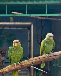 1.1 Amazona aestiva 1.1 Amazona ochrocephala 1.1 Amazona oratrix 1.1 Amazon finschi