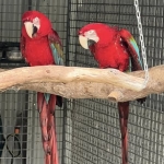 1.1 Ara chloropterus (breeders)