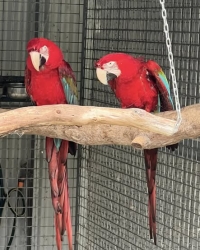 1.1 Ara chloropterus (breeders)