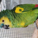 Geelschouderblauwvoorhoofd amazone