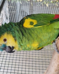 Geelschouderblauwvoorhoofd amazone