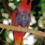 Suche / looking for: Ceram Edelpapagei / Ceram Eclectus