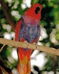 Suche / looking for: Ceram Edelpapagei / Ceram Eclectus