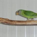 Pruimekoppen/ Plumheads 025