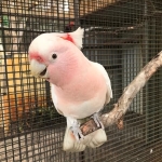 Pair of Cacatua leadbeateri (Major Mitchell cockatoos),  for sale