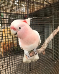 Pair of Cacatua leadbeateri (Major Mitchell cockatoos),  for sale