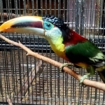 Curl crested aracari ( pteroglossus beauharnaesii )