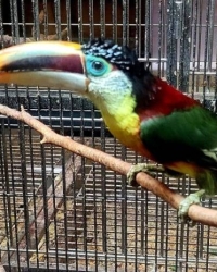 Curl crested aracari ( pteroglossus beauharnaesii )