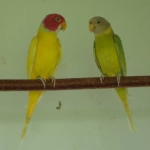 pruimkop
