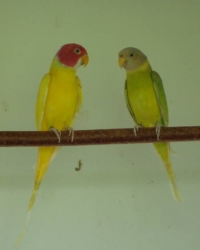 pruimkop