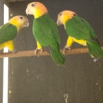 roeskop caique