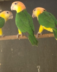 roeskop caique