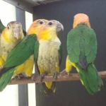 roeskop caique