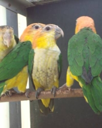 roeskop caique