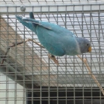 pruimkop