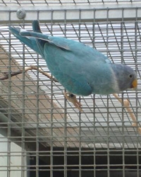 pruimkop
