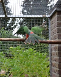 Mutatie Koningsparkieten