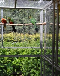 Mutatie Koningsparkieten