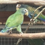 Witkop pionus