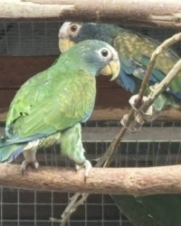 Witkop pionus