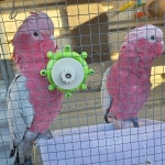 1.1 Eolophus roseicapilla (galah cockatoos) for sale