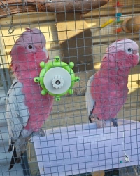 1.1 Eolophus roseicapilla (galah cockatoos) for sale