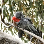 Callocephalon fimbriatum (Gang-gang cockatoo)