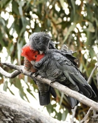 Callocephalon fimbriatum (Gang-gang cockatoo)