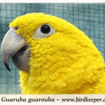 Goldsittiche (Guaruba guarouba) – Naturbrut aus kontrollierter Qualitätszucht