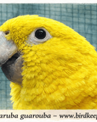 Goldsittiche (Guaruba guarouba) – Naturbrut aus kontrollierter Qualitätszucht