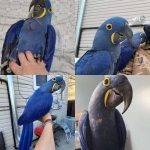 1.1 Anodorhynchus hyacinthinus