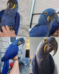 1.1 Anodorhynchus hyacinthinus