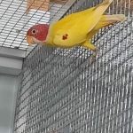 Plumhead Breedingpairs/birds